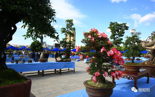 昭陽創園杯 家門口的奇花異石，邀你共賞苗木種植之美